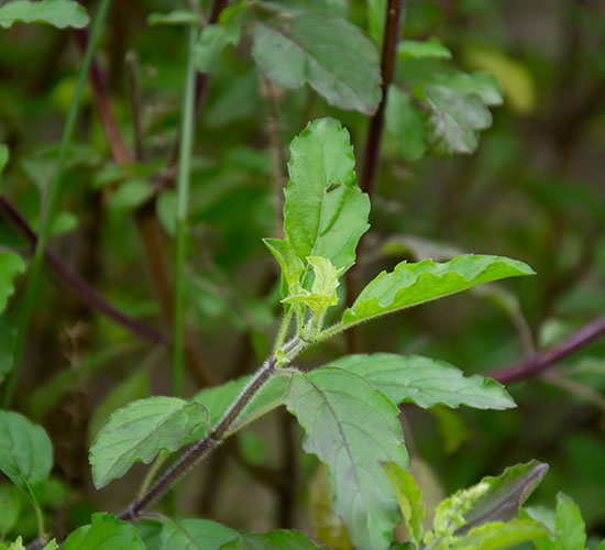 Holy Basil plant with vibrant green leaves, symbolizing natural support for hormonal balance in women's health.
