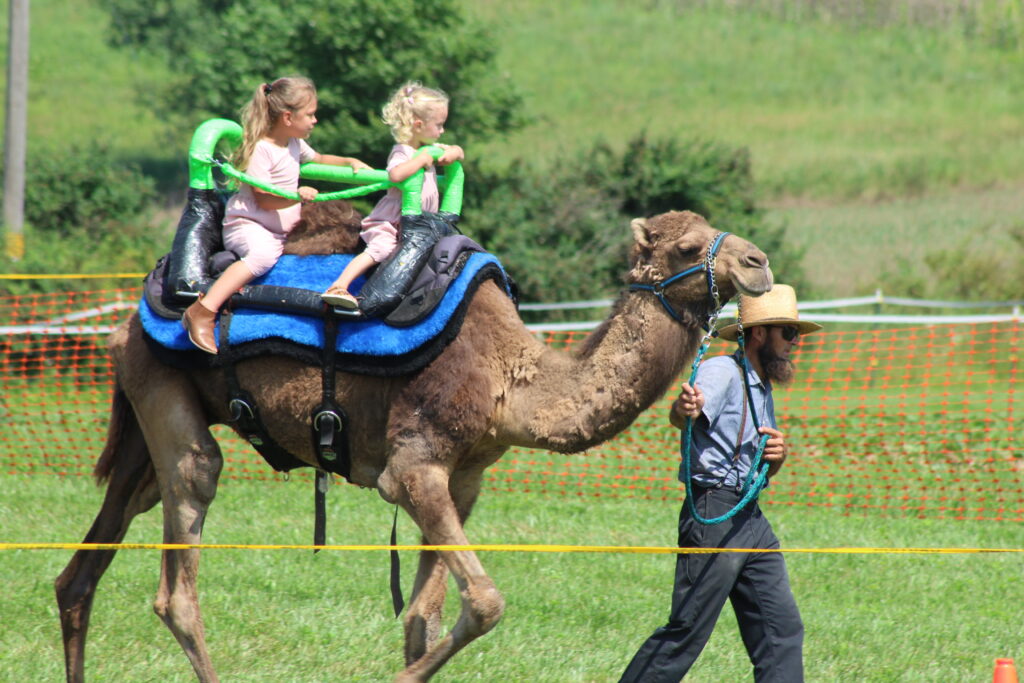 children taking camel rides