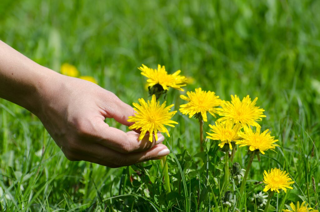 Human hand gently picking a yellow dandelion flower from a patch of green grass, emphasizing the spring tonic benefits of dandelion root for health and detoxification.